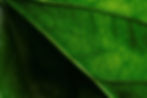 Blattsymbol für Klimaschutz Umweltschutz Nachhaltigkeit.jpg